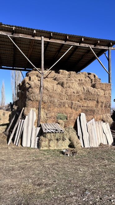 Корма для с/х животных: Сено в тюках - Формат: прямоугольные тюки, плотная перевязка — 9