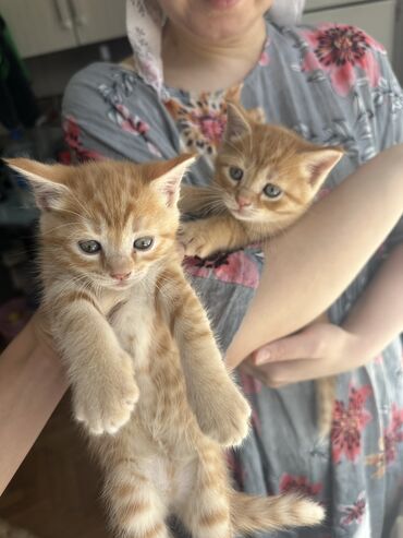 котята рэгдолл: Кошка даром: Беспородная, 1 месяц, Мальчик, Приучена к лотку
