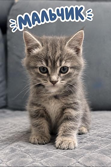 итер: Отдам даром милых котят. Всего 3 котёнка: 2 мальчика и 1 девочка 🐾 — 3