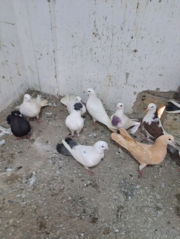 Göyərçinlər: Salam. goyercinler kom 6 manat tek tek 8 manat. goyercinle Bakının — 16