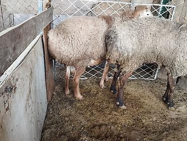 Баран, овца: Продаю | Овца (самка) | Романовская | Для разведения | Матка — 4