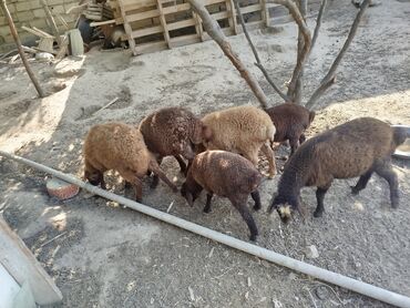 heyvanlara verilen adlar: Quzu, Dişi, Qala, ay: 1, 10 kq, Damazlıq, Ünvandan götürmə