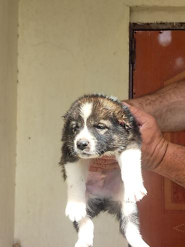 pişik satılır lalafo: Qurdbasar, Erkək — 3