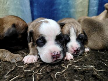 боксёр собака: Боксёр, 1 месяц, Самец