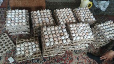 Животные: Продаю | Инкубационные яйца