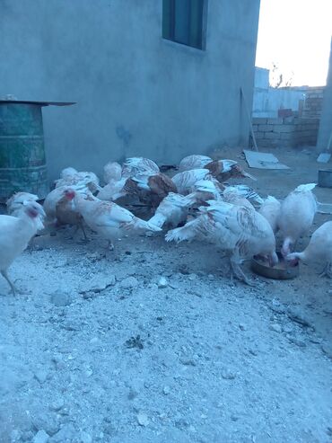 Hinduşka: Öz həyətimdə saxladığım hinduşkalar ətlik və damazlikdir. 60.manatdan — 6