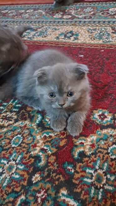 дом для котов: Шотландские вислоухие котята (Scottish Fold), окрас сплошной