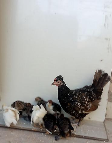etlik cuceler: Toyuq, Damazlıq, Ünvandan götürmə — 3