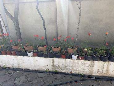 nar ciceyi: Boyukler 2 azn,kicikler 1 azn.Qabıqlı mini qızılgül kolları - — 3