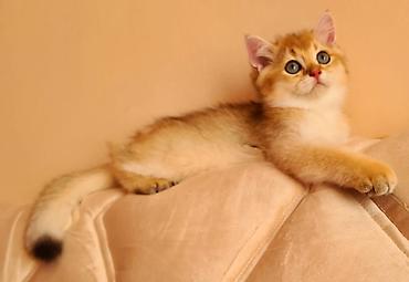 Pişiklər: Britan — 5