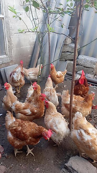 3 toyuq 3 gune 3 yumurta: Məhsul: Yerli toyuqlar və xoruzlar (yumurta yönümlü qarışıq rəngli — 6