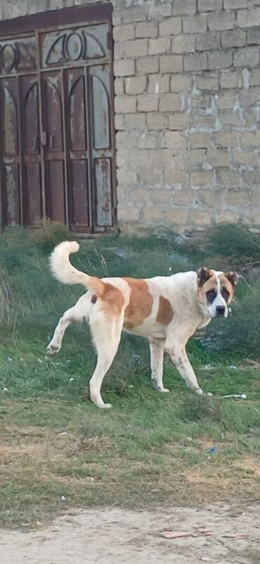 собака шпиц цена: Гурдбасар, 2 года, Самец, С прививками, Бесплатная доставка