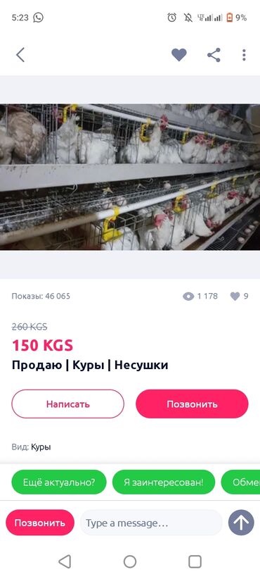 наполнитель для животных: Сатам | Тооктор | Жумуртка туудуруу үчүн