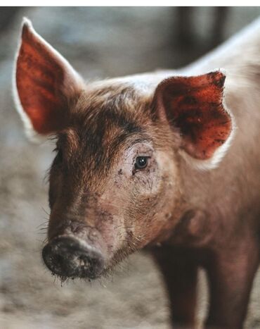 свин: Куплю | Свиньи | Самовывоз