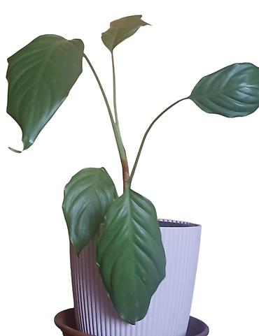 taburet: Sobna biljka Aglaonema modestum u saksiji fi 17cm, visina oko 50cm - — 1