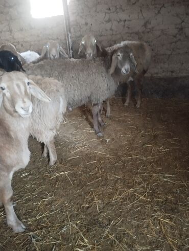 Другие животные: Козу кочкор сатылат 8 баш 7.8.Айлыктар Крук 19минден жакшы куйрукту — 3