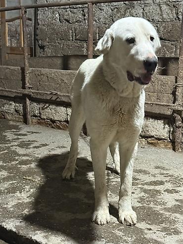 İtlər: Alabay — 14