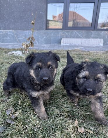 Продажа собак: Немецкая овчарка, 1 месяц, Самка, С родословной