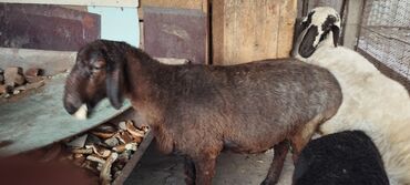 дойный коза: Продаю | Овца (самка) | Для разведения