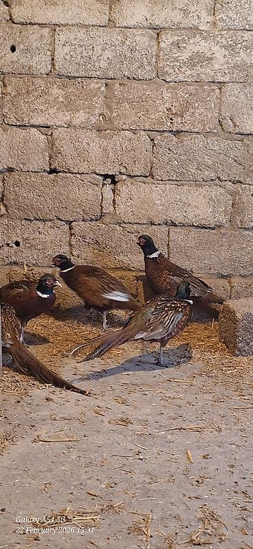 Digər quşlar: Qirqovul Xoruzlar satilir — 9