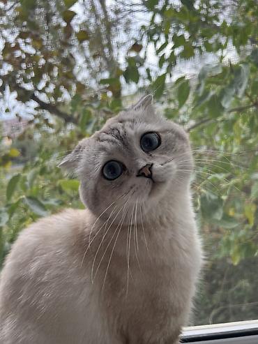 pişik cütləşmə: Şotland, Erkək, Cütləşmə üçün, Ünvandan götürmə — 2