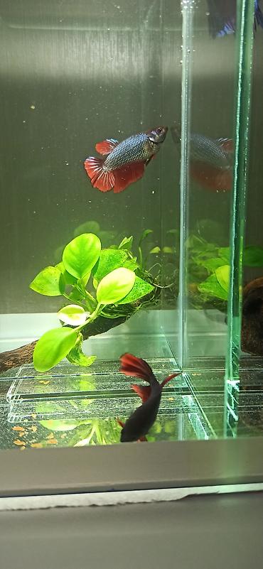 belamor balığı: Betta (Petuşok balığı), Yırtıcı — 8
