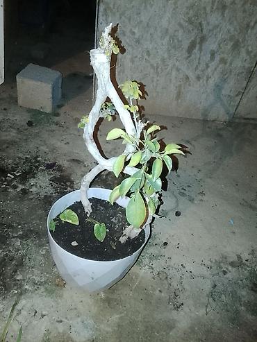 Комнатные растения: Бонсай 60см дерево — 1