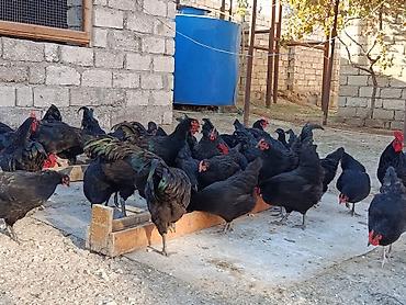 sabuncu toyuq bazari: Toyuq, Australorp, Yumurtalıq — 5