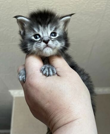 котёнок в добрые руки: Породистые котята мейн-кунов.🧿🧿🐈‍⬛ Дата рождения 23.08.2025 года.От