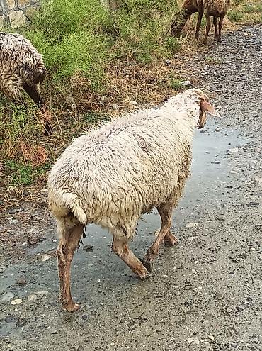 sarı dana: 6 baş qoyundu tam sağlamdırlar, qurd və kəpənək dərmanı verilib. Həm — 2