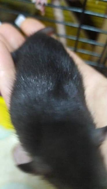 Крысы: Привет друзья !! У нас родились красивые крысята.Друзья в питомнике - — 22