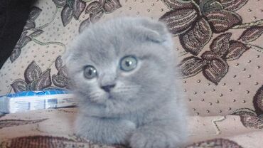 сибирский кот цена: Продаётся шотландский вислоухий котёнок. 2месяца