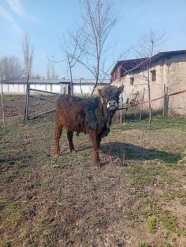 Коровы, быки: Продаю | Бык (самец) | На откорм | Привязанные — 14