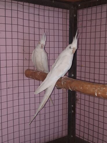 домашние попугаи корелла: Корелла дубайский белый альбинос готовые пора 13000 сом