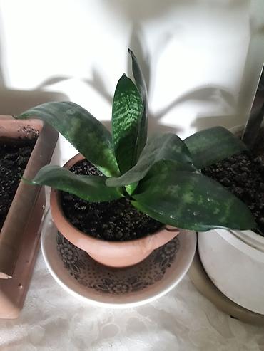 gül toxum satışı: Məhsul: Sansevieria (Əjdaha dili, Qaynana dili) – müxtəlif ölçülərdə — 1