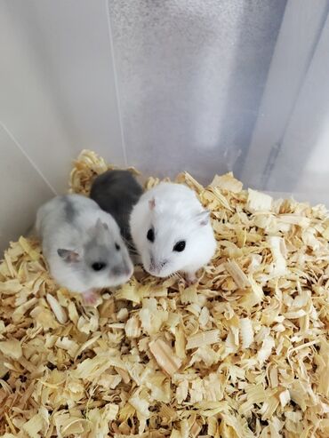 bala kirpi: Cücəboyun xırda dekorativ hamsterlər - Rənglər: ağ-gümüşü, boz-ağ