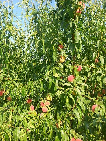 meyve terevez dukani: Şaftalı – bağdan təzə, çeşidlənmiş və qutulanmış - Məhsul: aromatik — 6