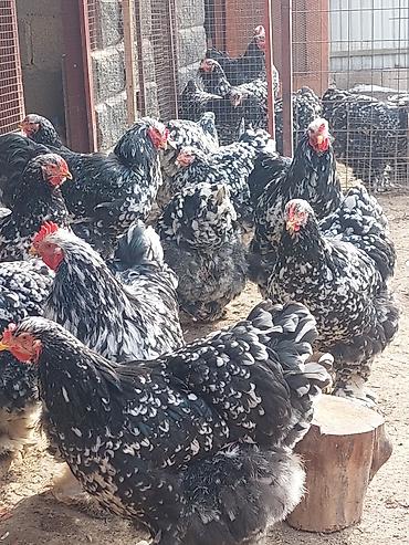 Товары и оборудование для с/х животных: Брудеры для цыплят. КЛЕТКА для цыплят. Цена 4800 сом. Размеры. длина — 20