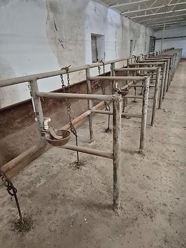 fermaya: Ferma mal saxlamaq üçün mükemmel bir yerdi erazisi böyük ve elave — 6
