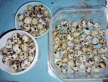 продаю куриц: Перепилинные яйца 5с/штука продаем в больших размерах Район Кара-Суу