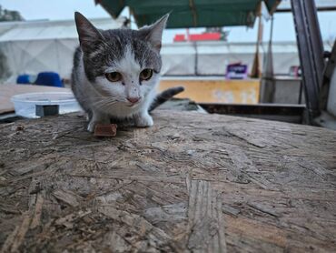 Mačke: Sivobela lepotica traži dom pre zime - Bresplatno U okolini Loznice — 12