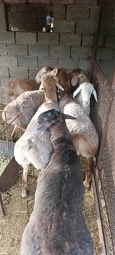 Баран, овца: Продаю | Баран (самец) | На забой, Для разведения at lalafo.kg — 7 Баран, овца: Продаю | Баран (самец) | На забой, Для разведения — 7