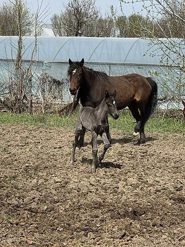 Лошади, кони: Продаю | Кобыла (самка) | Для разведения — 10