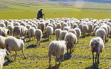operator vakansiya 2019: Ağcabədidədir, Laçın obaları olan tərəfdir. 200 baş heyvandır — 1