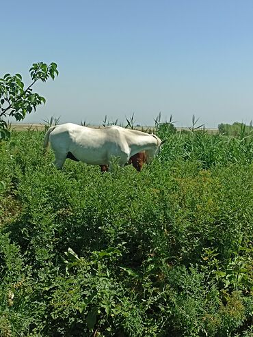 Лошади, кони: Продаю | Кобыла (самка) | Английская | Конный спорт | Племенные — 8