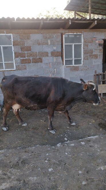 сухое молоко для животных: Продаю | Корова (самка) | Алатауская | Для молока | Стельные