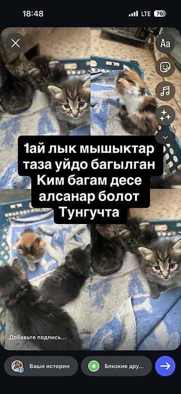 Котята, возраст около 1 месяца. Домашние, выращены в чистом доме. На