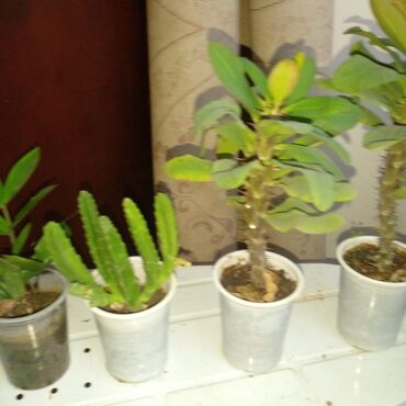 Bitkilər üçün dibçəklər: Bakixanov qəsəbəsi(Razin),Razin talkuçkasına yaxın,gül dibçəkləri — 3