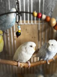 Tutuquşları: 8 ədəddir 4 dişi 4 erkək tək olan yoxdu hamısı cütdü — 4