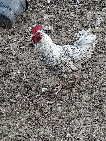 sumatra xoruz: Temiz qan lavanda ordeyi erkey disi satilir temiz qan krasnodar — 6